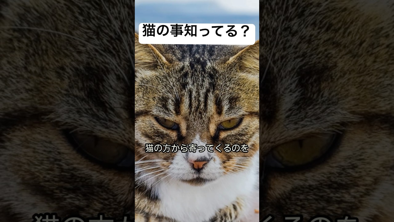 猫と仲良くなる為には？ #猫 #猫のいる暮らし #保護猫