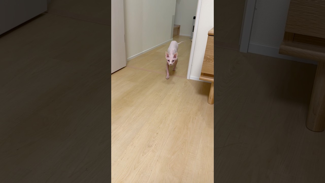 ごはんのお知らせに駆けつける毛のない猫【スフィンクス】
