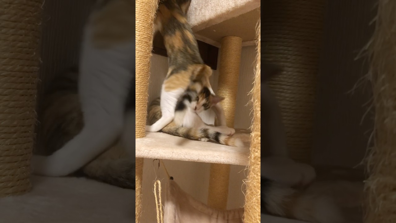 キャットタワー MAUタワーアラモード #キャットタワー # #子猫 #cat #kitten #子猫きょうだい #保護猫 #木登り#cattower