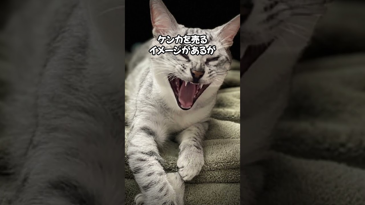 突然始まると熱くにゃる！ #cat #ねこのいる幸せ #ねこ好きさんと繋がりたい #ねこ大好き #ねこのいる暮らし #猫動画 #shorts