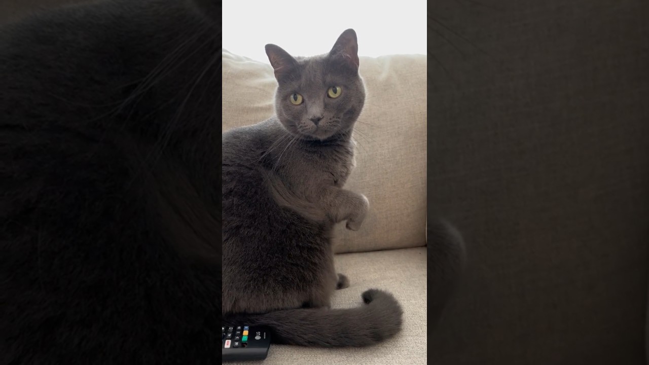 This is Vera Wang! 😭