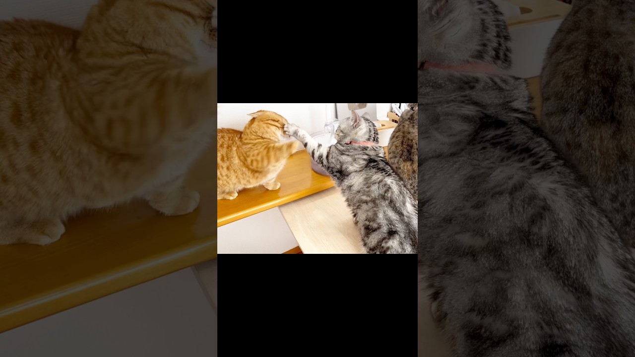 ぽちゃくんに対しては優しいパンチしかしないあいちゃん #猫 #マンチカン #shorts