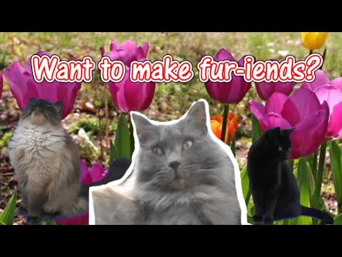 Want to make fur-iends? February shoutouts!