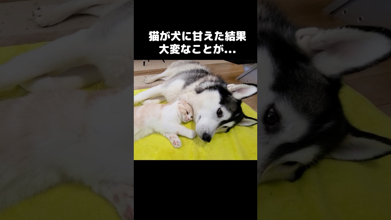 猫が犬に甘えた結果大変なことが...#shorts