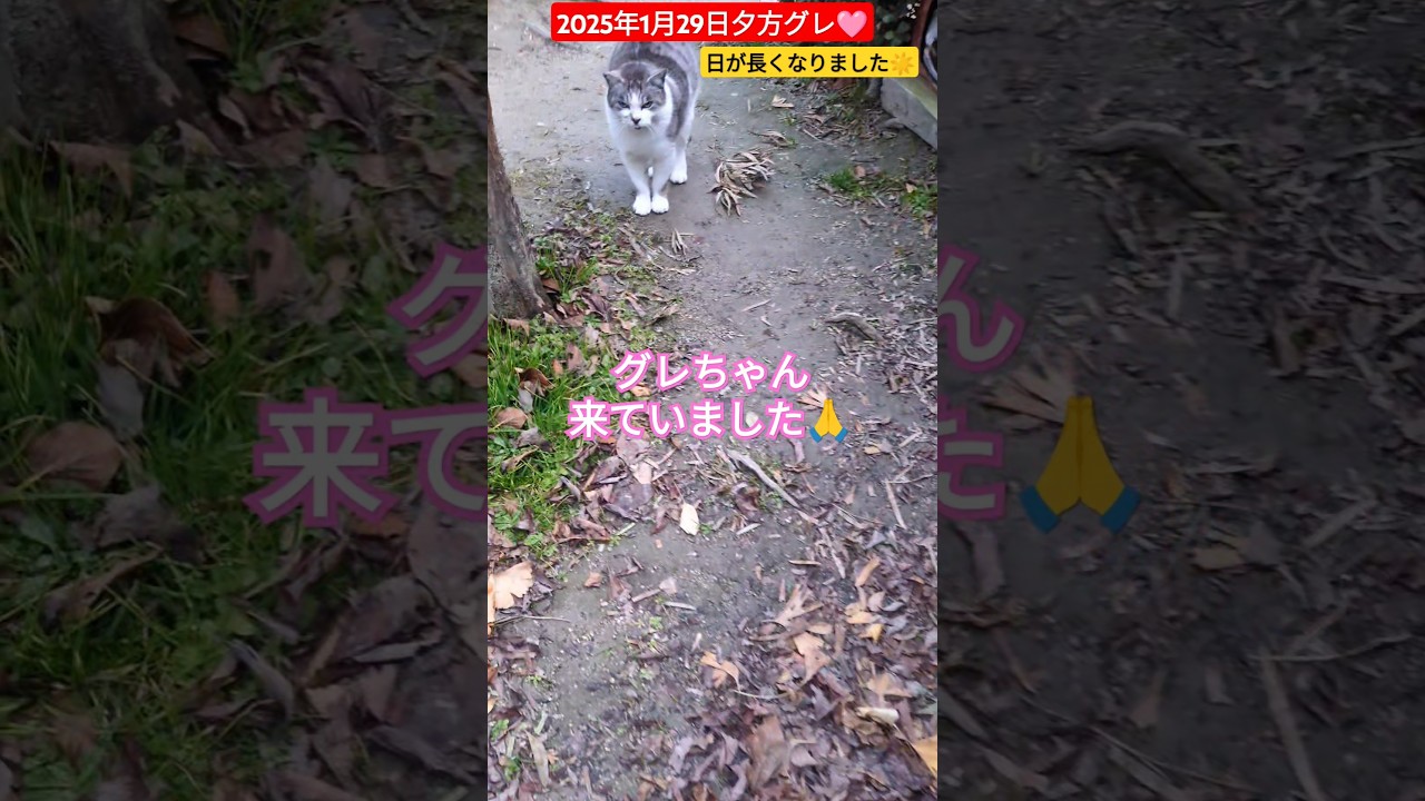 【2025年1月29日夕方グレ🩷】日が長くなりました☀明るい公園でのグレ