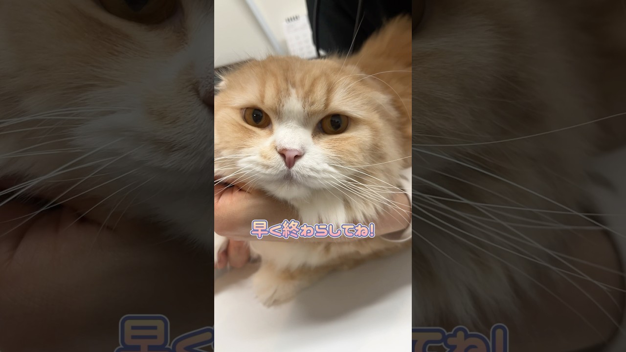 採血中いい子に受けるスコティッシュフォールド