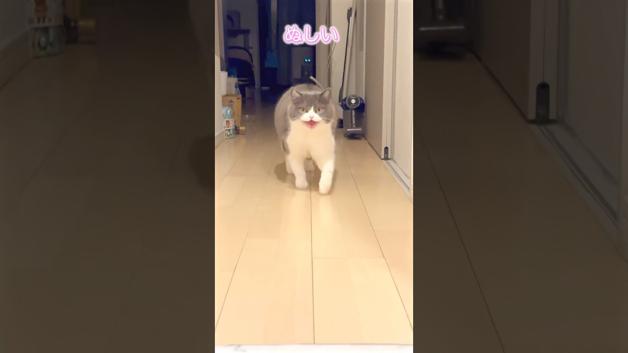 猫かわいい #cat #ブリテッシュショートヘアー #猫 #猫のいる暮らし #ねこ #お出迎え猫 #お留守番猫