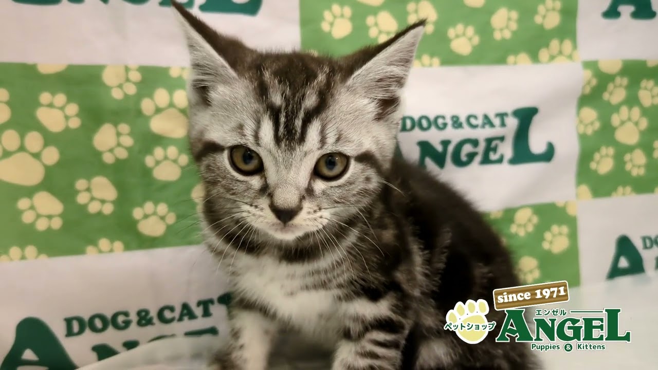 アメリカンショートヘアー 2502018 【ペットショップエンゼル　子犬・子猫販売】