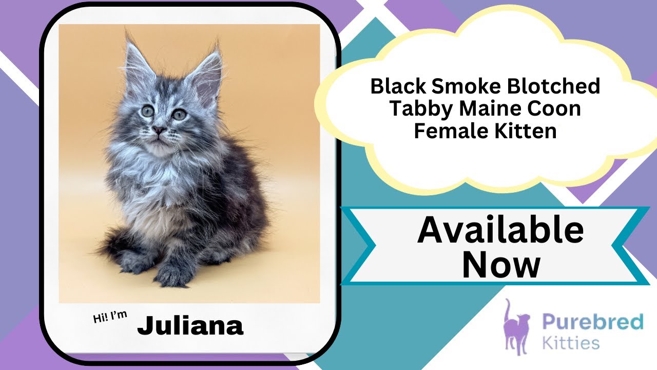 Juliana Black Smoke Blotched Tabby Maine Coon Female Kitten Available Now | Purebred Kitties