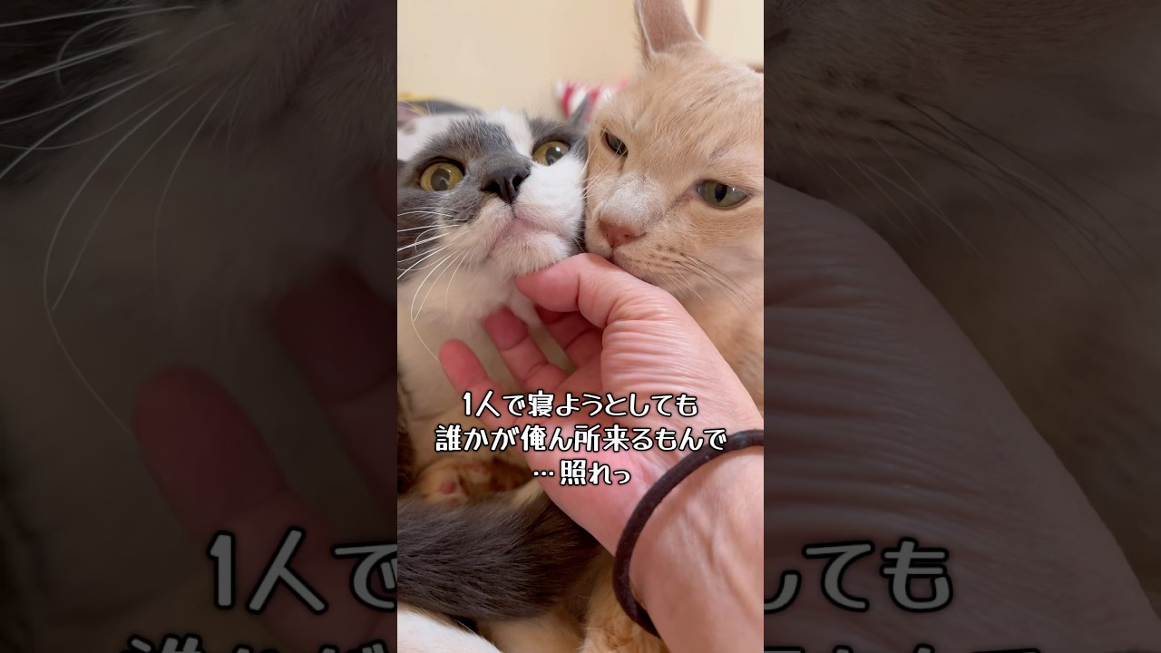 〚仲良し猫🐱🐱〛⁡シニア猫にゃん太郎さんとるる🐱💗毎日くっついてる🥰 #catsoftiktok #tiktok猫部 #cat #猫のいる暮らし #かわいい猫 #仲良し猫