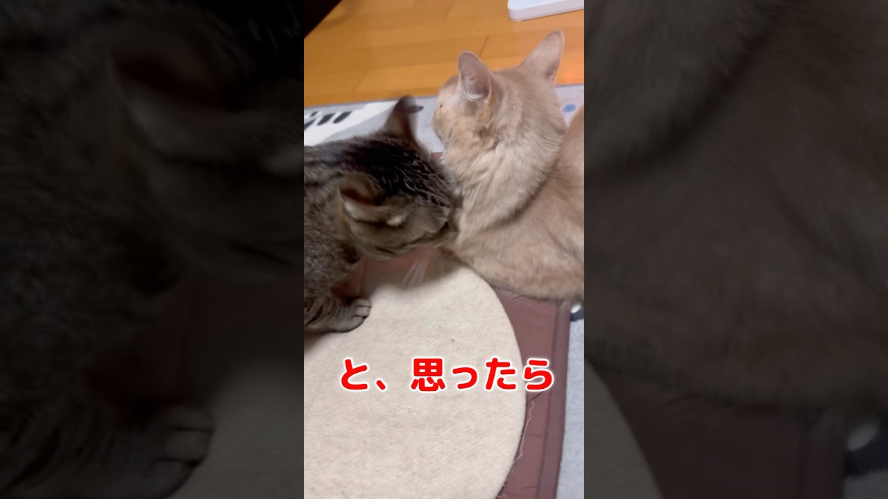 余計な事した結果　#shorts #猫#キジトラ#ソマリ