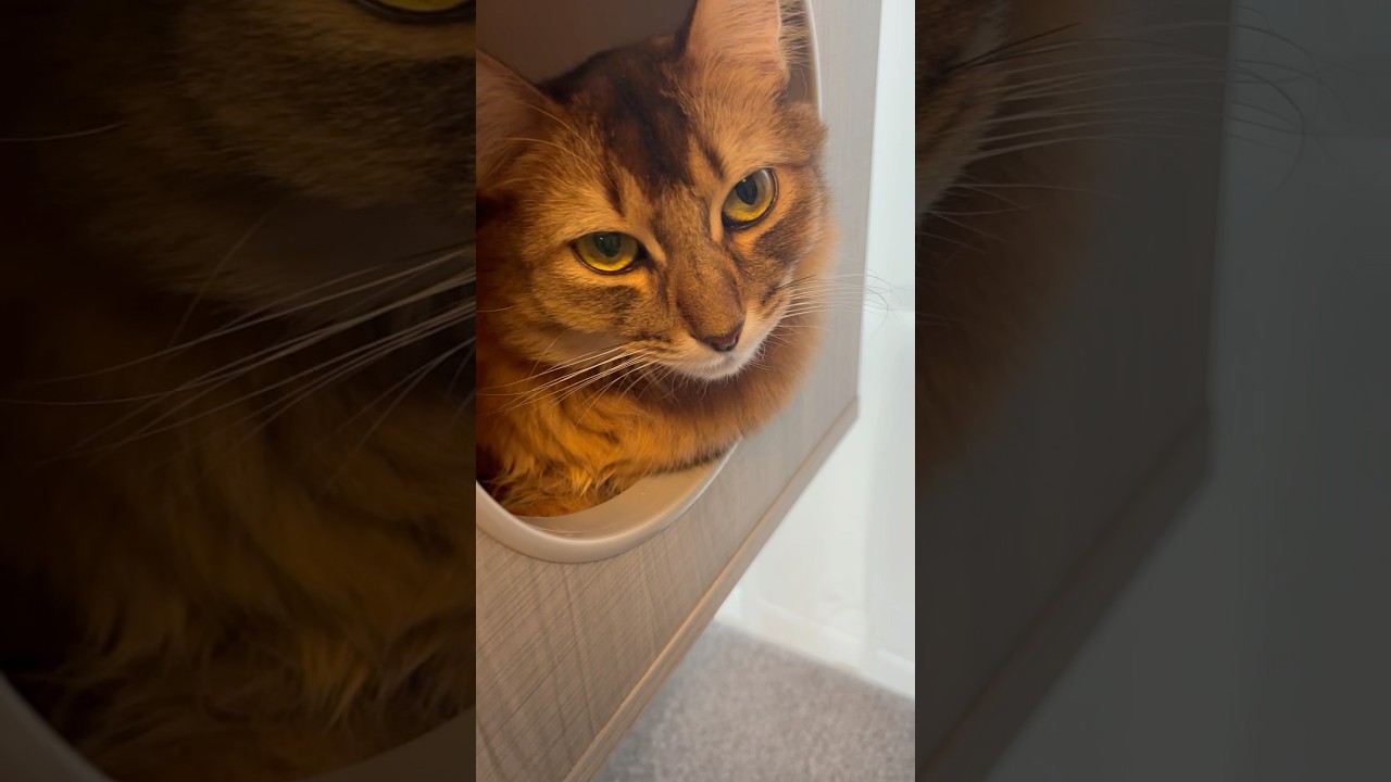 ソマリのロイくんひとやすみ中 #ソマリ #猫のいる暮らし