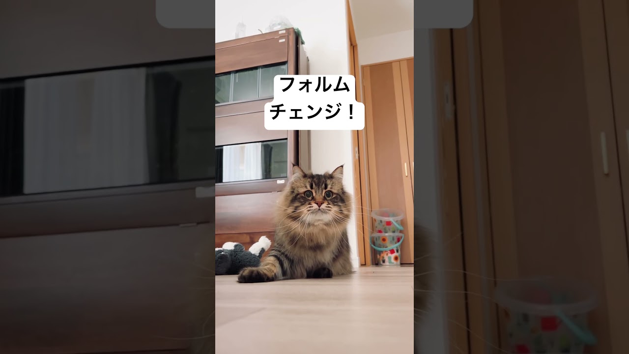 瞬時に変形！#サイベリアン #猫 #ヤマネコ