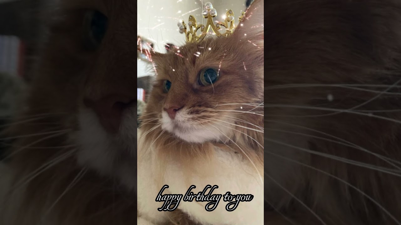 14歳 お誕生日おめでとう🎉#ショート #猫動画 #ソマリ