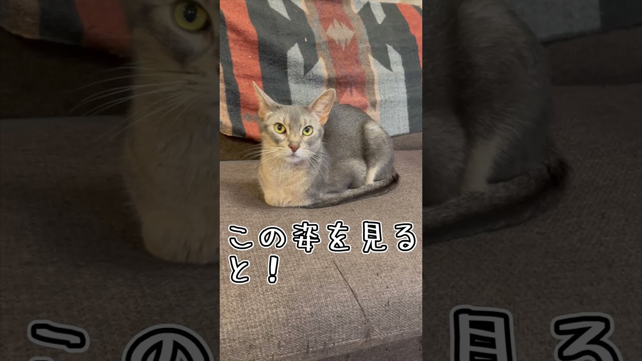 アビシニアンとは その32 #shorts #猫 #アビシニアン