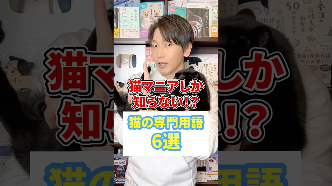 猫マニアしか知らない！？猫の専門用語６選 #猫 #猫好きさんと繋がりたい #ねこ