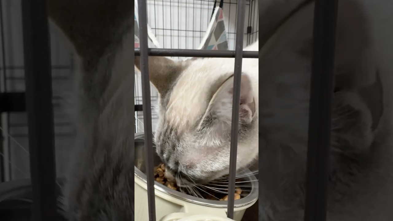 ごはん中の猫　#シャムトラ #元保護猫 #シャムミックス  #cat #猫耳 #kitten  #猫耳 #siamesemix