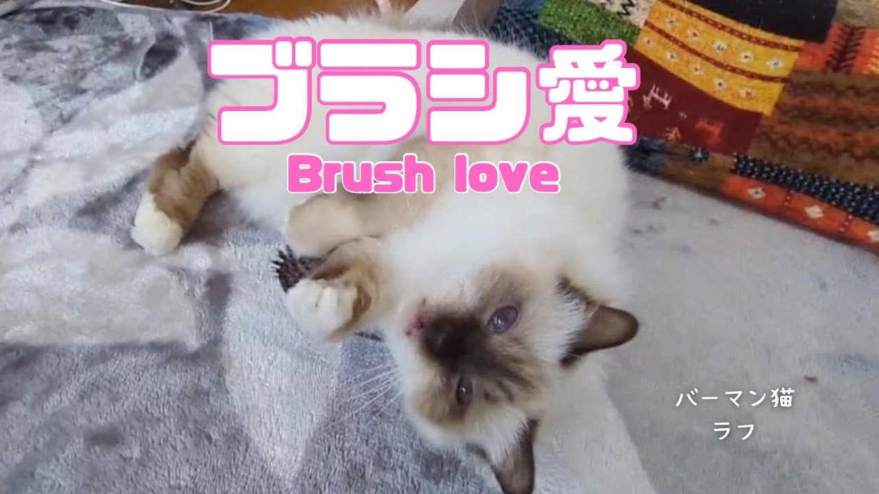 バーマン猫ラフとガブ【ブラシ愛】Brush love（バーマン猫）Birman/Cat