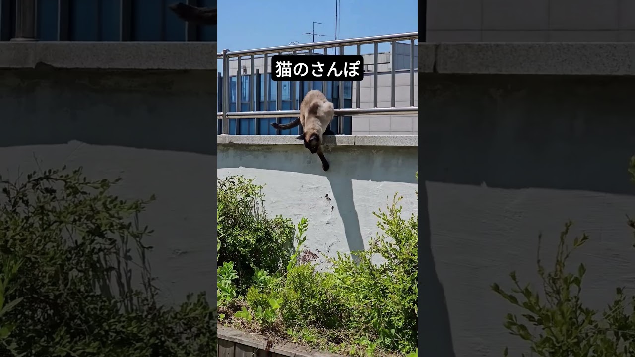 青空が大好きなシャム猫くん #シャム猫ひおろ #cat