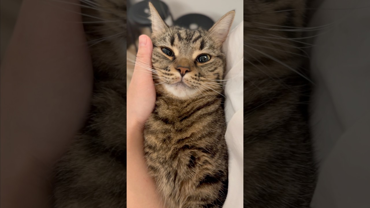寝起きの大暴れぷりぷり猫が可愛すぎるwww #shorts #猫 #cat