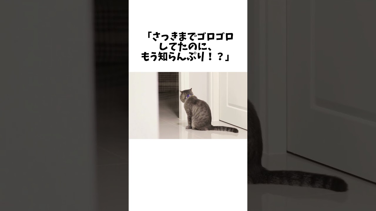 猫を初めて買うと人間はこうなる #雑学 #猫 #豆知識