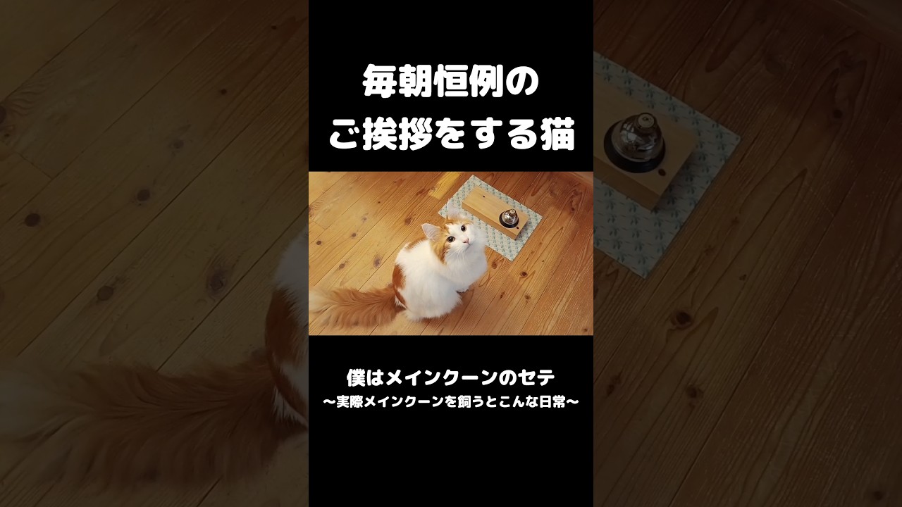 毎日喋る猫 #メインクーン #猫のいる生活 #mainecoon #cat