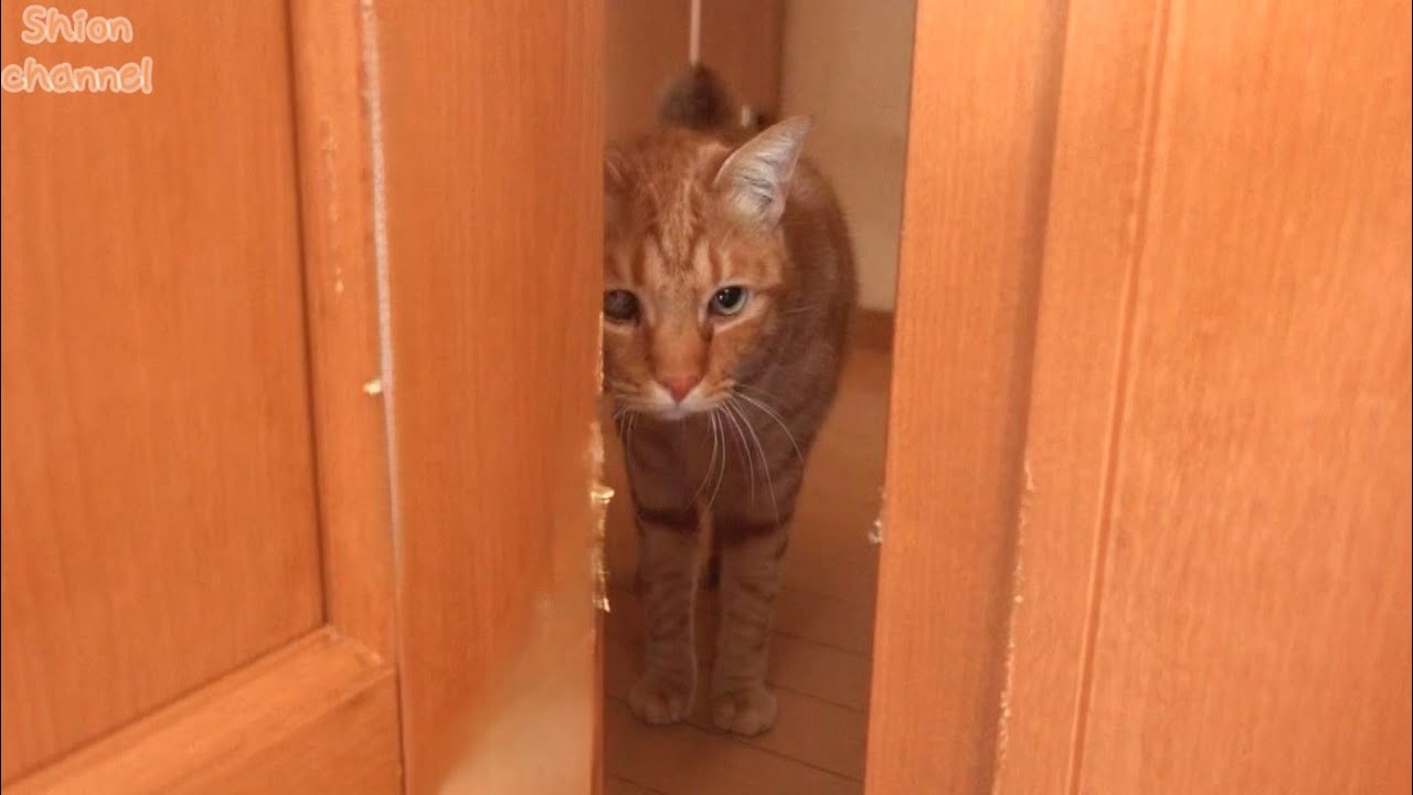 世話好きな先住猫と新入り猫が初対面したらこうなりました…