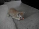 Manx kitten playing