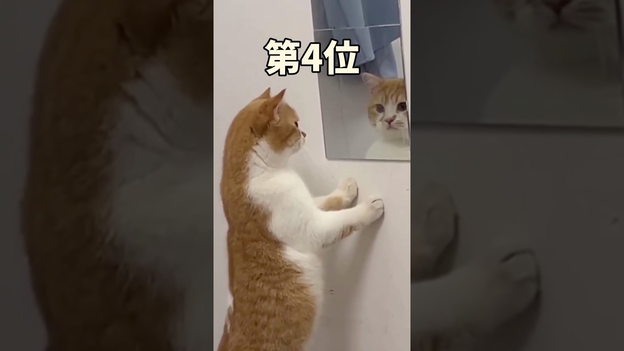 ネコさんの動画見て笑ったら寝ろwwwwww