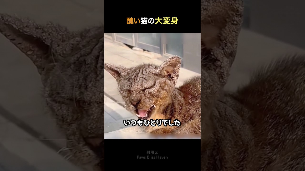 シワシワから美猫に大変身