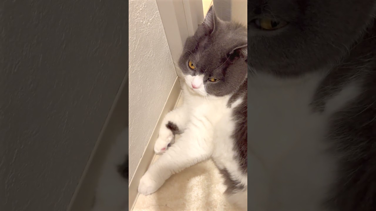 挟まるさん #お出迎え猫 #猫のいる暮らし #猫 #cat #ブリテッシュショートヘアー #ねこ