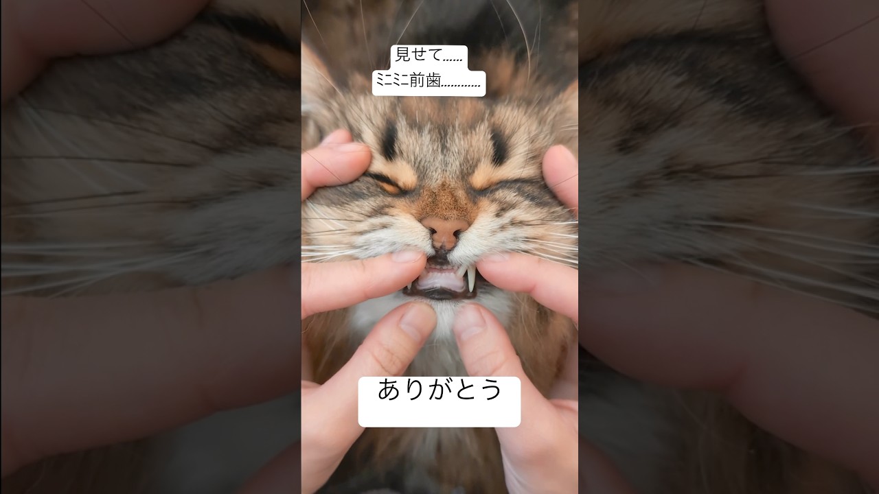 うつくしちんまりﾐﾆﾐﾆ前歯 #サイベリアン #猫 #ﾐﾆﾐﾆ前歯