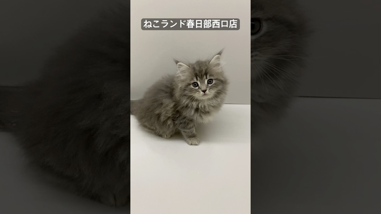 【子猫販売】#サイベリアン #ねこ #ブリーダー #ねこランド #春日部