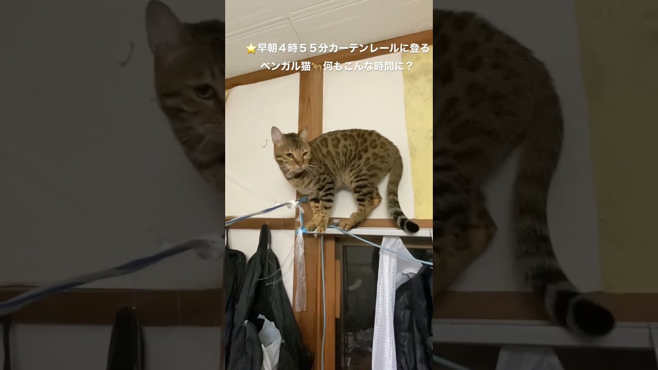 #ベンガル猫 #short # cat★今朝のベンガル猫のハルノ君何もこんな時間に？！！！（Bengal）！🐆🐆（２０２３０２２１ー１）＊兄弟子猫のオスのレオちゃんは、tanabata77さんを下記↷