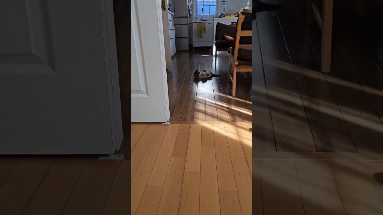 新居のメインクーン子猫シンバ君
