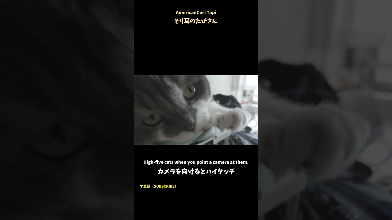 カメラを向けるとハイタッチする甘えん坊の猫 #cat #アメリカンカール #猫のいる暮らし
