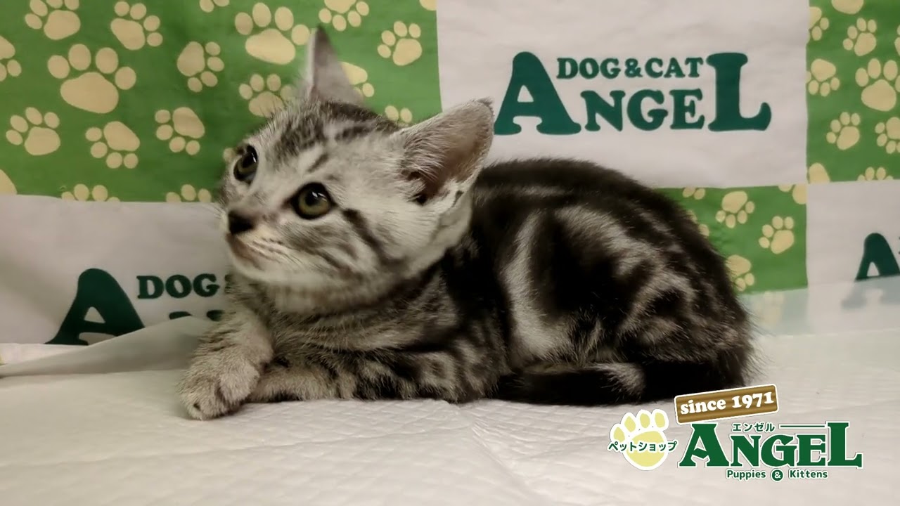 アメリカンショートヘアー 2502019 【ペットショップエンゼル　子犬・子猫販売】
