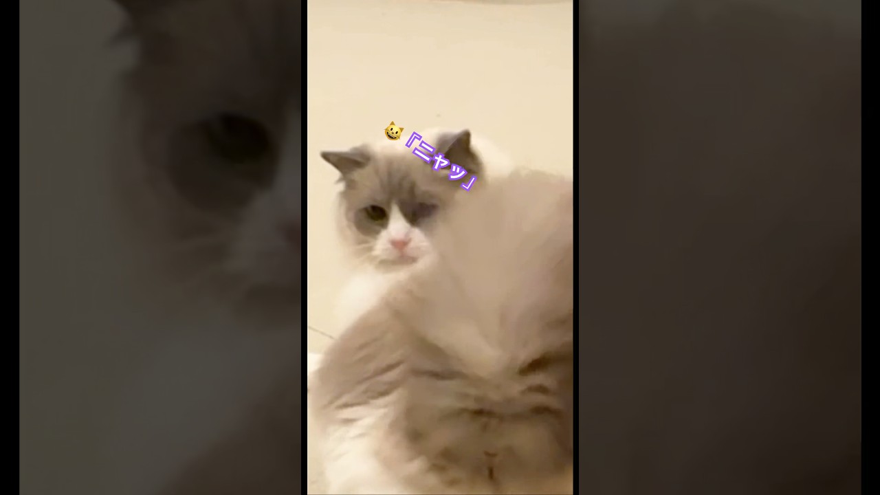 この声可愛くて好き😊　#funny #pets #cat #猫 #ベル #ラグドール #shorts