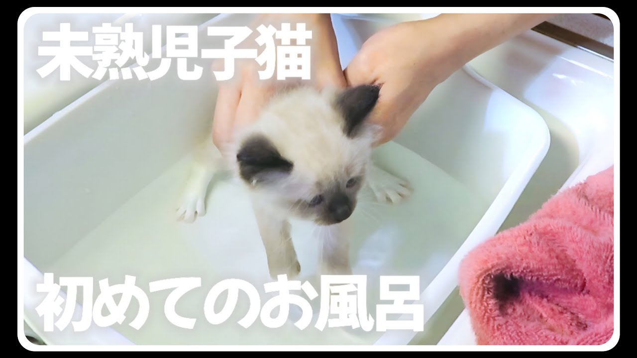生後8週の子猫たちを初風呂に入れたら凄いことになりました...【生後57日目・後編】 #子猫 #初風呂 #ラグドール