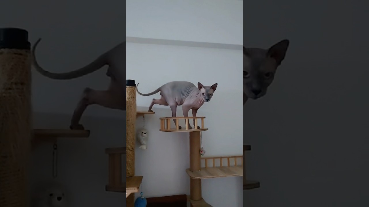 可愛い鳴き声の毛のない猫【スフィンクス猫】