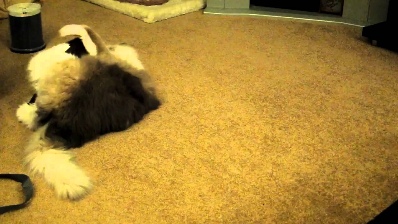 Tyco and Jake: Ragdoll Cat Chased off by Havana Brown Kitten