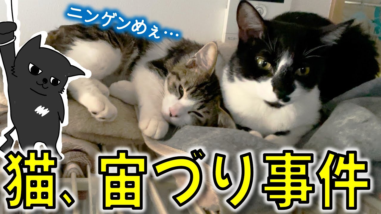 あぶねえ…子猫といると毎日何かしら起こります。