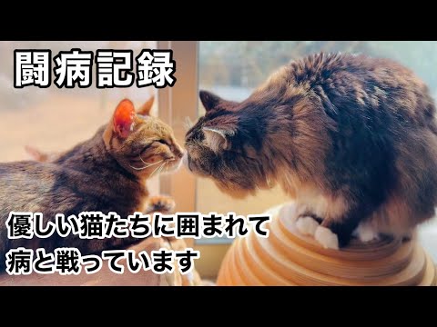 【ご報告】レオンは優しい家猫たちに囲まれて病と懸命に闘っています