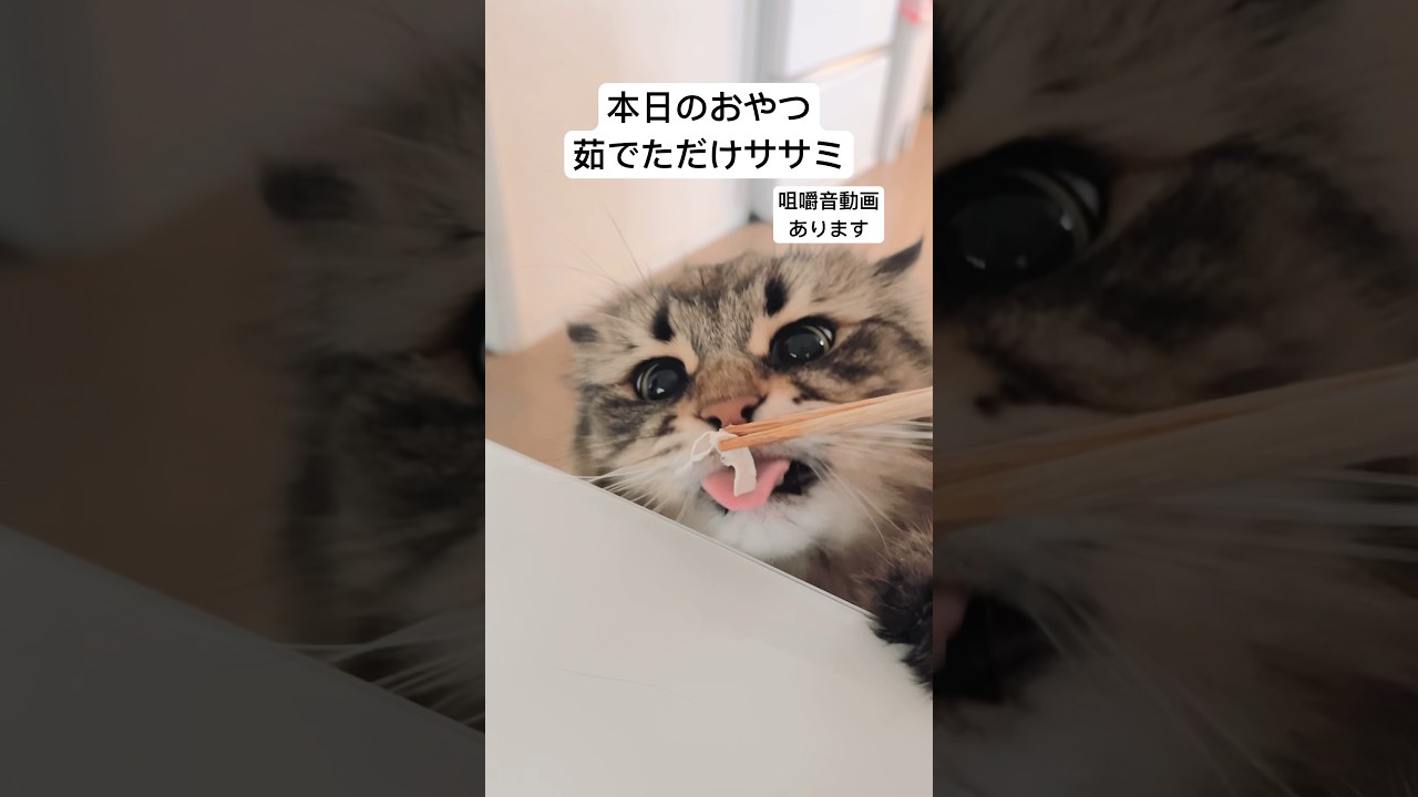 本日のおやつ「ゆでただけササミ」を味見。#cat #サイベリアン #猫