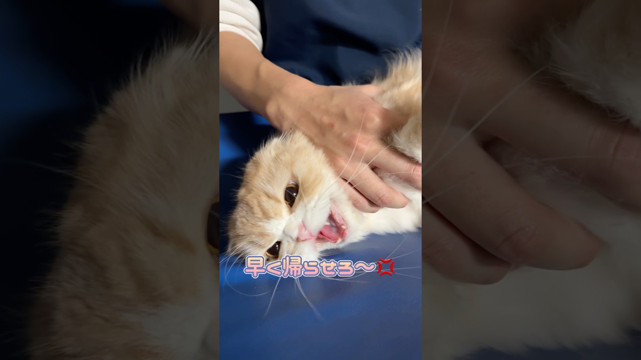 エコー検査の終わり際に怒るスコティッシュフォールド