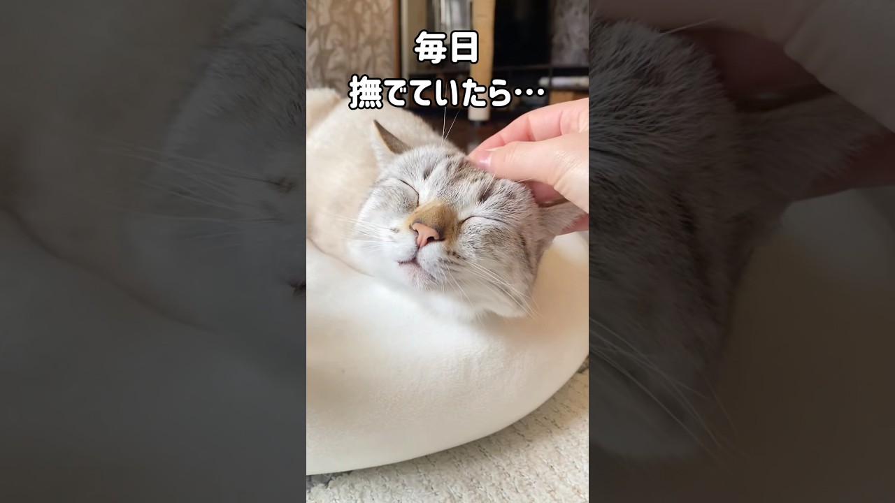 猫パンチしていた野良猫が家猫になると激変｜撫でられ好きになり飼い主もマッサージしてくれるようになりました
