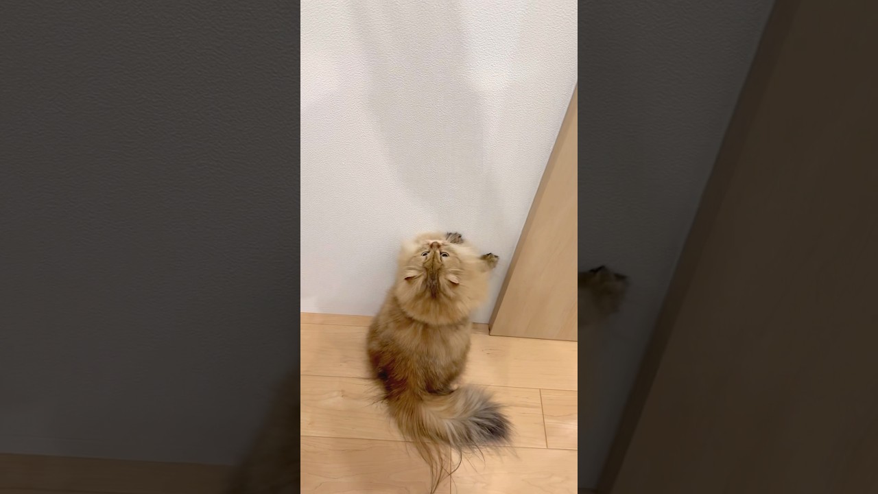 ジャンプ力がない猫もたまには跳びます 【サイベリアン】 #Shorts