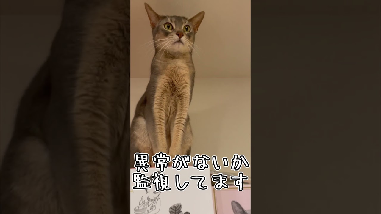 アビシニアンとは その36 #shorts #猫 #アビシニアン