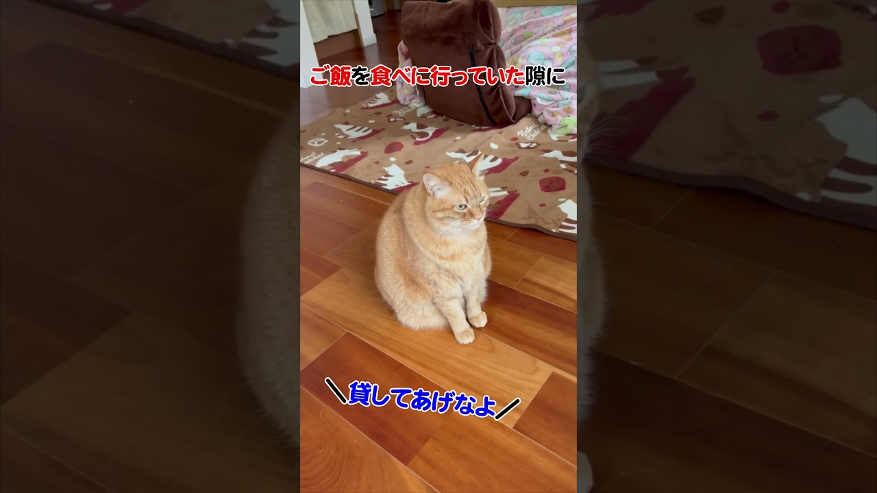 隙を見せたらこうなるのよ　#猫　#すずつむふう　#茶トラ　#キジトラ