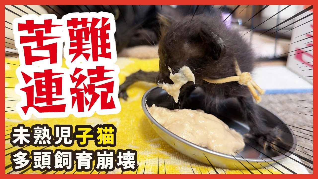 子猫ガリガリ脱却への離乳食はじめます。未熟児子猫は手のひらサイズ。